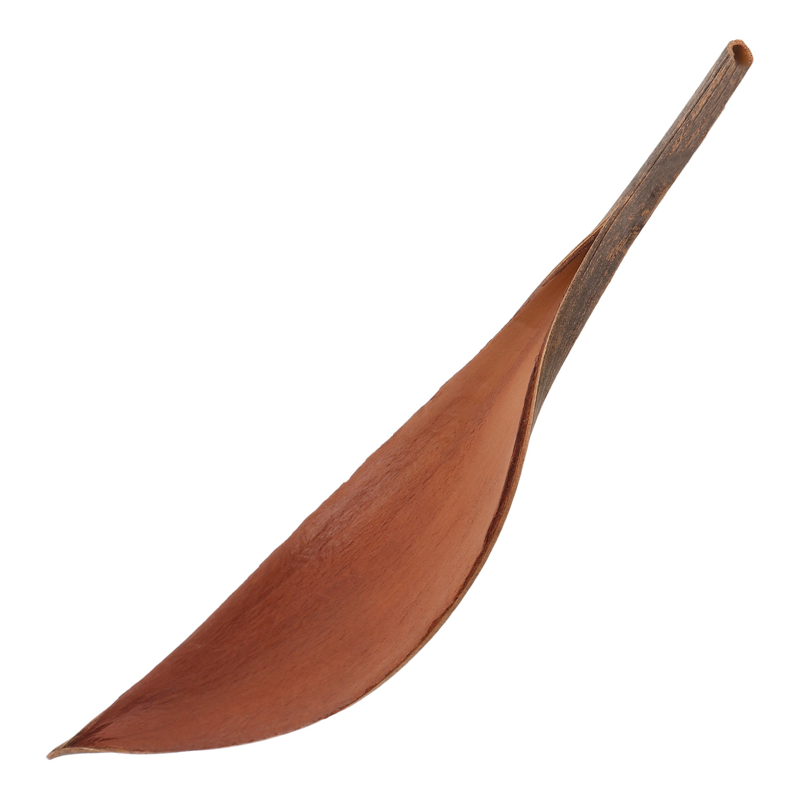 Art Craft Leaves - リアルな木製の葉の工芸品デスクトップオーナメントアートリーフデコレーション18-25cmホームオフィスカフェバープラントデコレーション写真撮影用小道具乾燥品