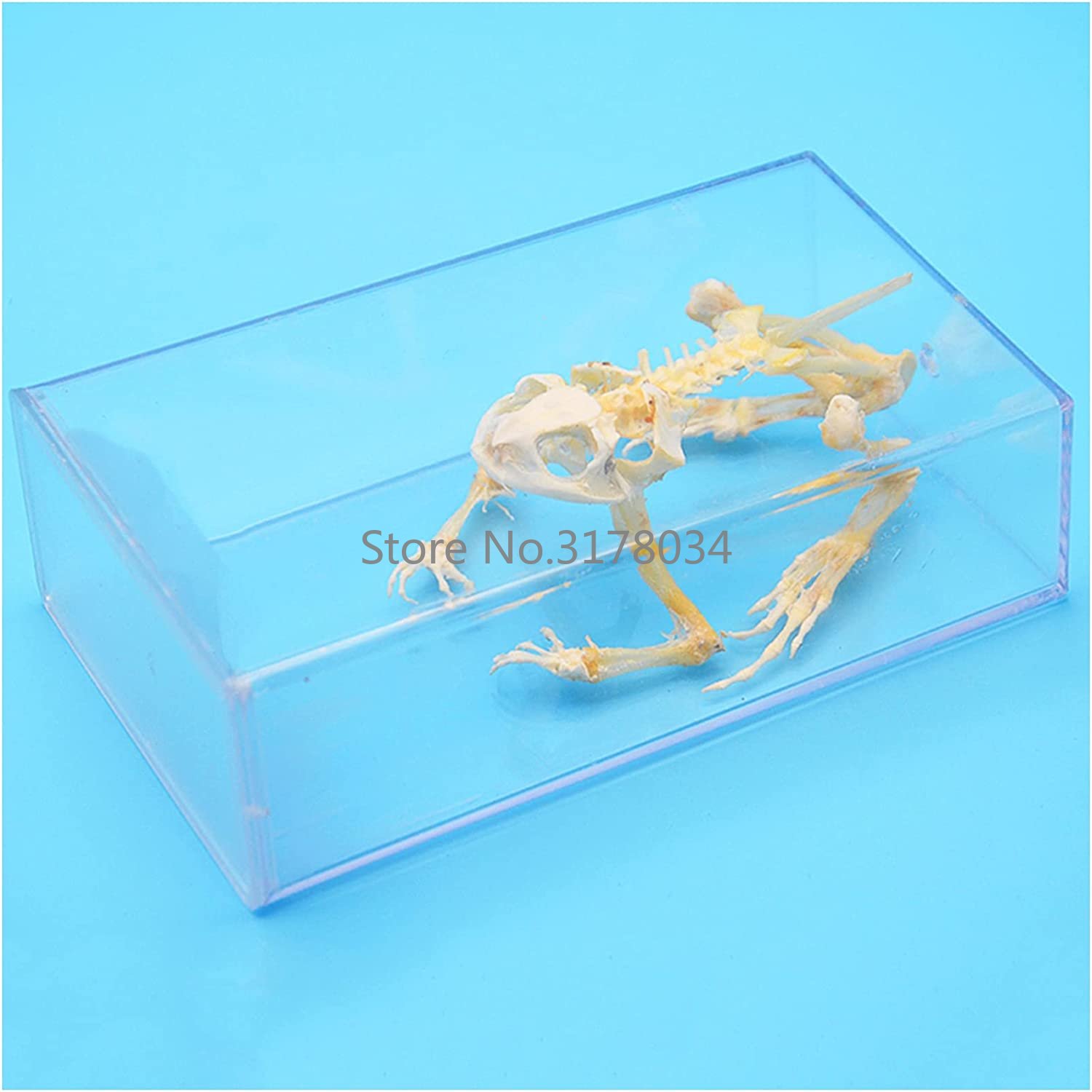 Art And Craft Science - 動物の骨格モデルカエルの骨標本剥製用品アート骨獣医医学 1:1 コレクション工芸品