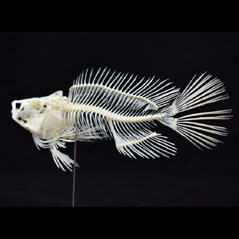 Art And Craft Science - 2043 ブティック グルーパーフィッシュ スケルトンモデル 科学教育用ディスプレイ 動物解剖学学習教材