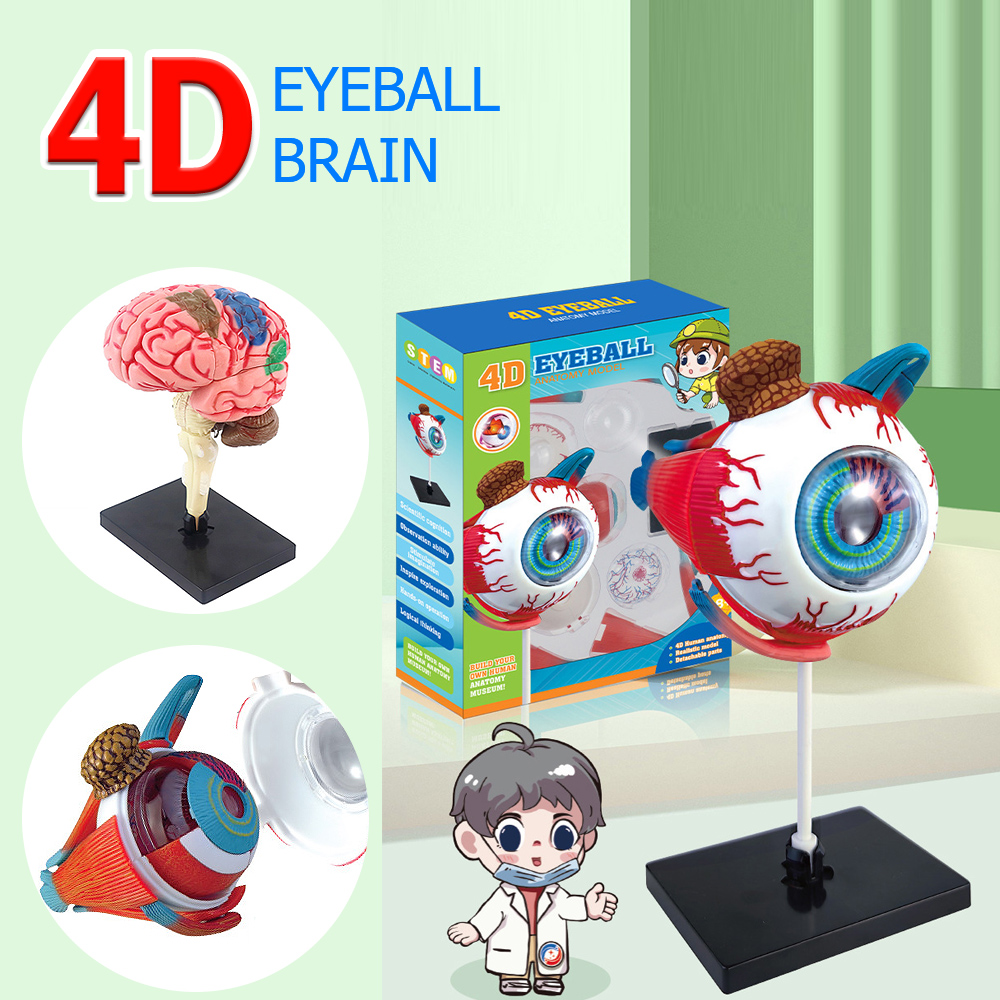 Art And Craft Science - 4d人間の眼球の解剖学モデル,工芸品の装飾品,日曜大工の組み立て,学校の教育,解剖学的研究,高品質
