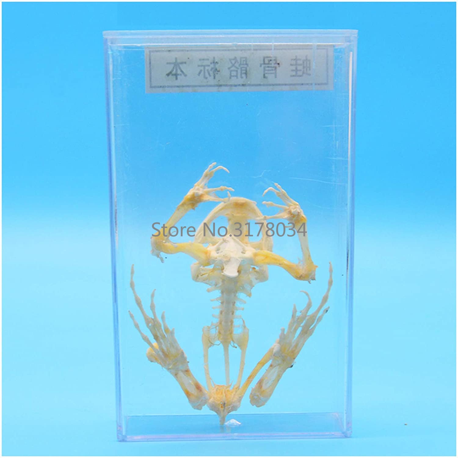 動物の骨格モデルカエルの骨標本剥製用品アート骨獣医医学 1: - Art And Craft Science のレビューと価格