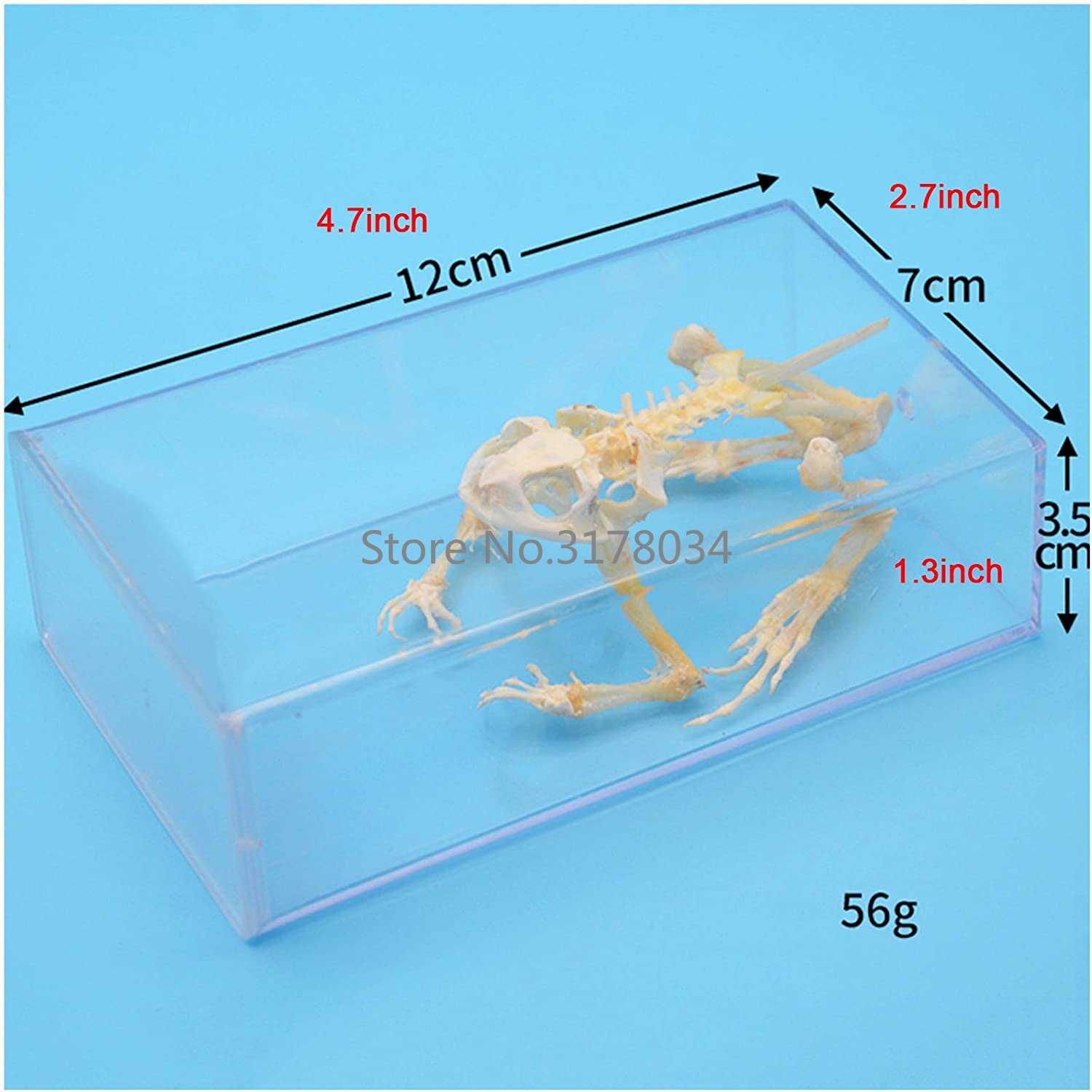 動物の骨格モデルカエルの骨標本剥製用品アート骨獣医医学 1: - Art And Craft Science のレビューと価格