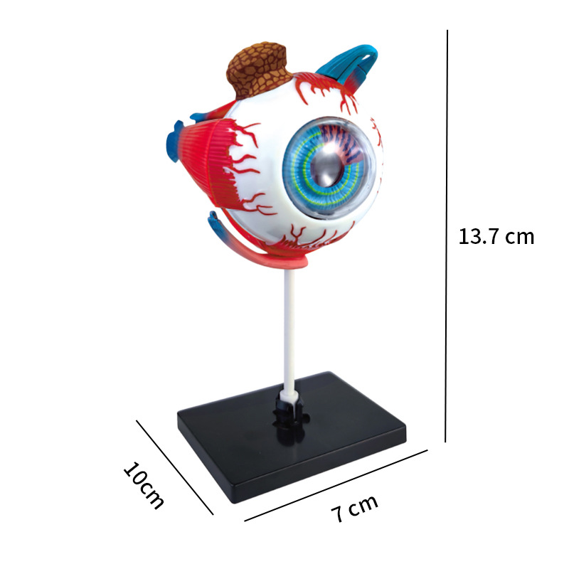 4d人間の眼球の解剖学モデル,工芸品の装飾品,日曜大工の組み - Art And Craft Science のレビューと価格