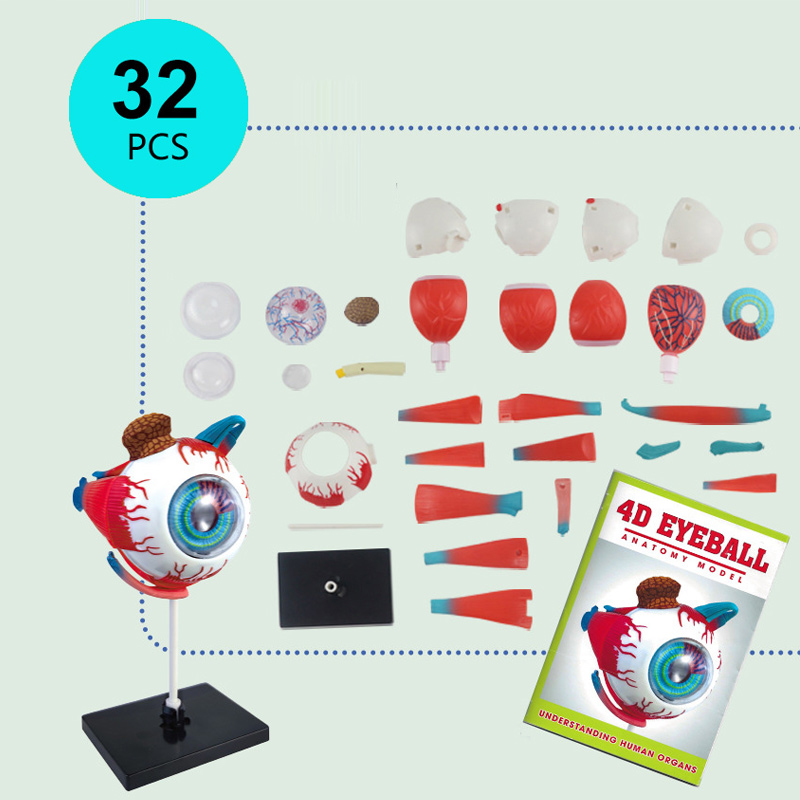 4d人間の眼球の解剖学モデル,工芸品の装飾品,日曜大工の組み - Art And Craft Science のレビューと価格