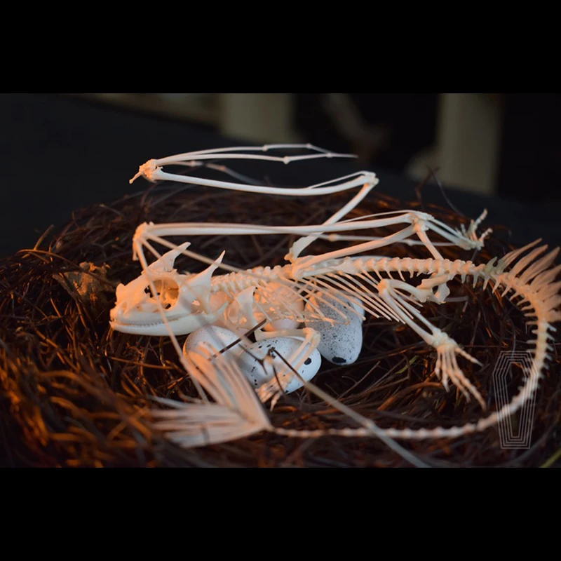 2125 歯のないドラゴンの骨格レプリカ ファンタジーアート - Art And Craft Science のレビューと価格